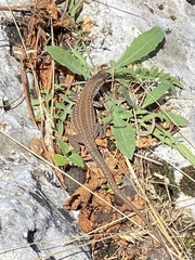 Podarcis siculus
