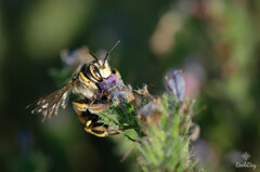 Anthidium florentinum