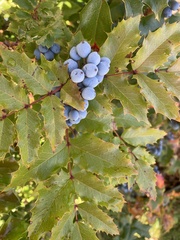 Berberis aquifolium