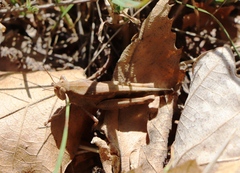 Aiolopus strepens