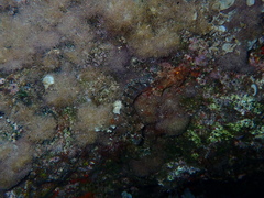 Scorpaena maderensis