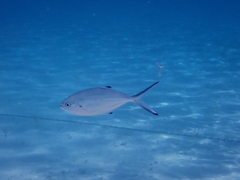 Trachinotus ovatus