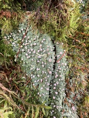Icmadophila ericetorum