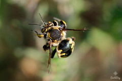 Anthidium florentinum