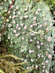 Icmadophila ericetorum