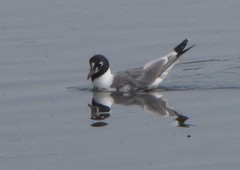 Leucophaeus pipixcan