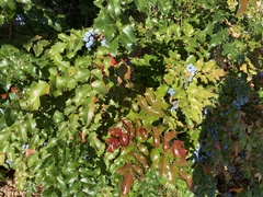 Berberis aquifolium