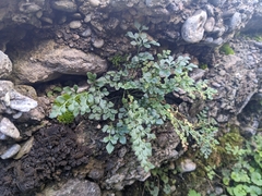 Asplenium ruta-muraria