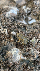 Bombina variegata