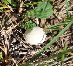 Lycoperdon utriforme