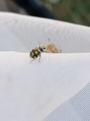 Coccinula quatuordecimpustulata