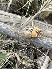 Megatibicen dealbatus