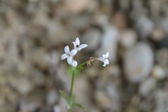Asperula