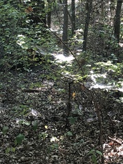 Styrax platanifolius