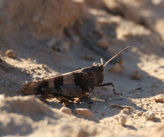 Oedipoda charpentieri