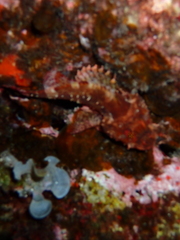 Scorpaena maderensis