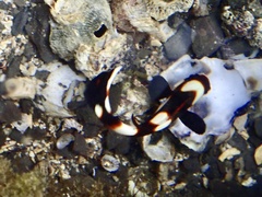 Plectorhinchus vittatus