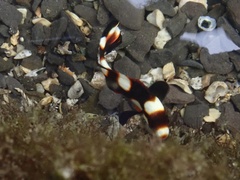Plectorhinchus vittatus
