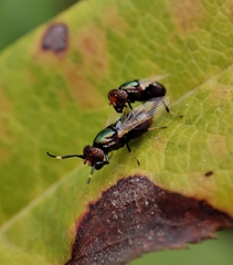 Physiphora alceae