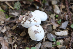 Hygrophorus eburneus