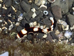 Plectorhinchus vittatus