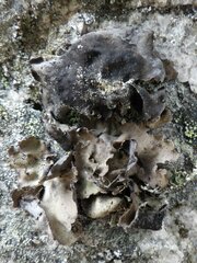 Umbilicaria polyphylla