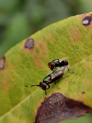 Physiphora alceae