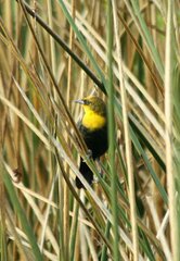 Chrysomus icterocephalus