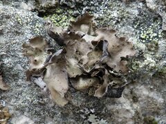 Umbilicaria polyphylla