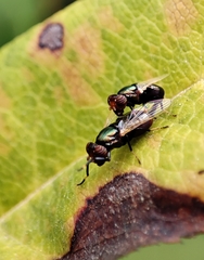Physiphora alceae