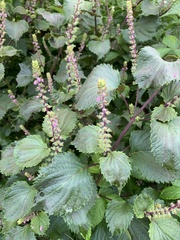 Perilla