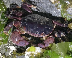 Hemigrapsus nudus