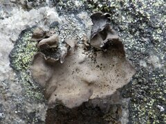 Umbilicaria polyphylla