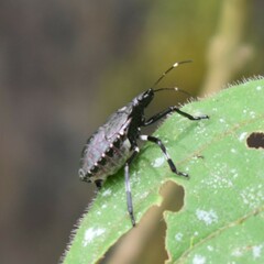 Eocanthecona concinna