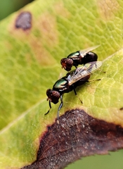 Physiphora alceae