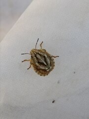 Eurygaster testudinaria