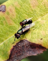 Physiphora alceae
