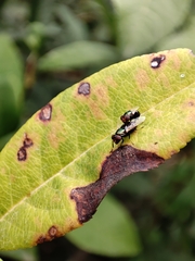 Physiphora alceae