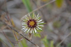 Carlina vulgaris