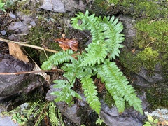 Polystichum aculeatum