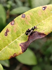 Physiphora alceae