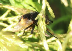 Nowickia ferox