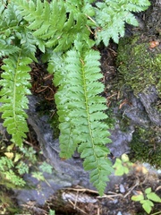 Polystichum aculeatum