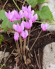 Cyclamen hederifolium