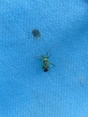 Adelphocoris lineolatus