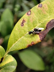 Physiphora alceae