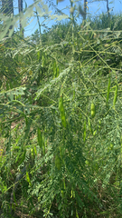 Sesbania vesicaria