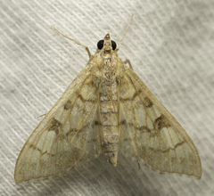Mimorista subcostalis