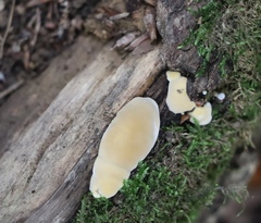 Steccherinum ochraceum