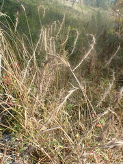 Elymus sibiricus